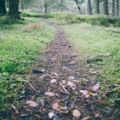 Lincon Venicios Gallo dos Santos